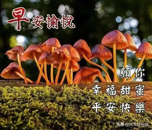 朋友圈带字带图片早安祝福【早安人生感悟句子】