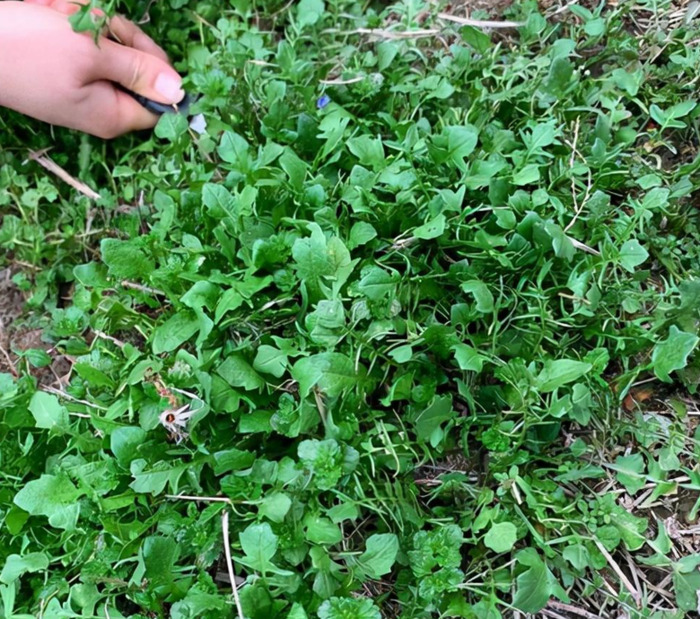 10种常见的野菜【家乡常见有能吃的野菜】