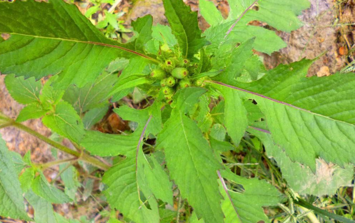 10种常见的野菜【家乡常见有能吃的野菜】