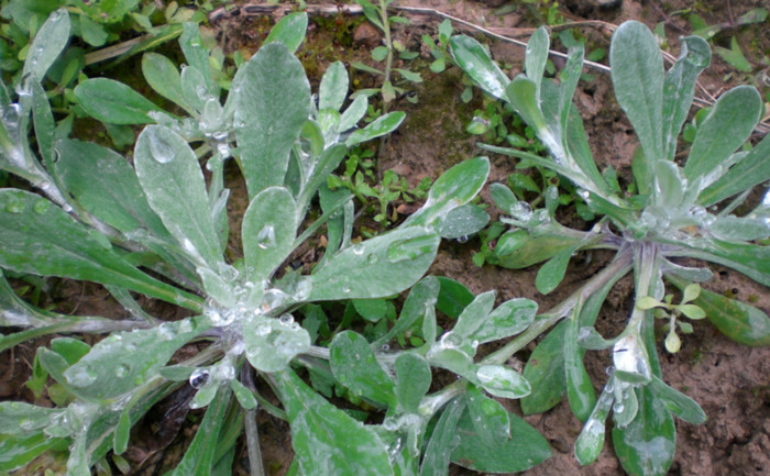 10种常见的野菜【家乡常见有能吃的野菜】