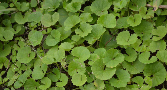 10种常见的野菜【家乡常见有能吃的野菜】