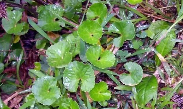 中药材野马蹄草【野马蹄草的功效和作用】