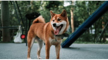 秋田犬图片【秋田犬图片可爱图片】