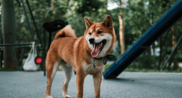 秋田犬图片【秋田犬图片可爱图片】