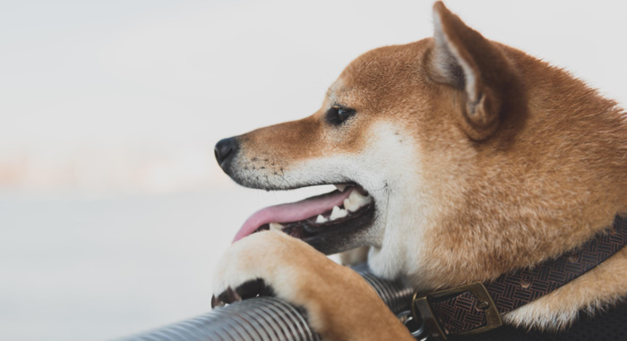 秋田犬图片【秋田犬图片可爱图片】