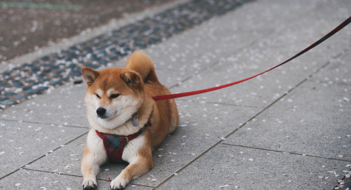 秋田犬图片【秋田犬图片可爱图片】