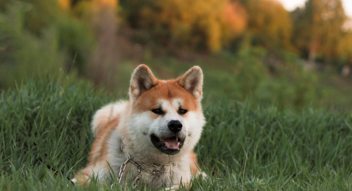 秋田犬图片【秋田犬图片可爱图片】