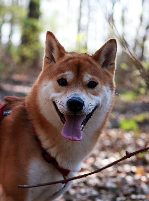 秋田犬图片【秋田犬图片可爱图片】