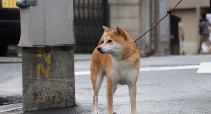 秋田犬图片【秋田犬图片可爱图片】