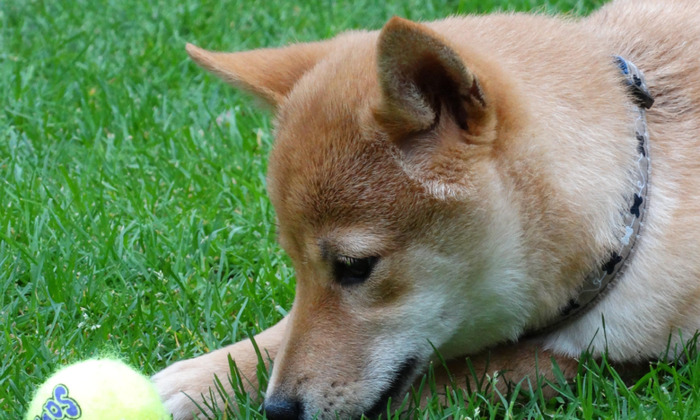 秋田犬图片【秋田犬图片可爱图片】