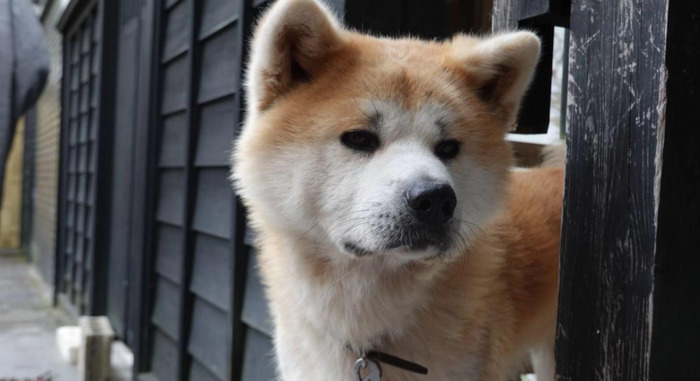 日本旅游路线——秋田的秋田犬之旅