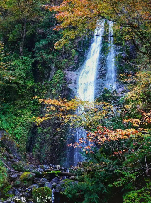 日本旅游路线——秋田的秋田犬之旅