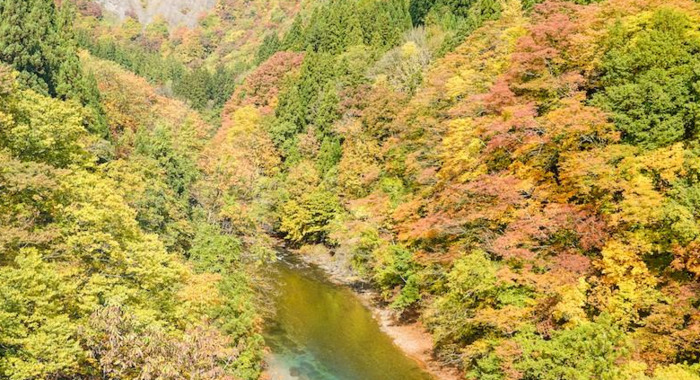 日本旅游路线——秋田的秋田犬之旅