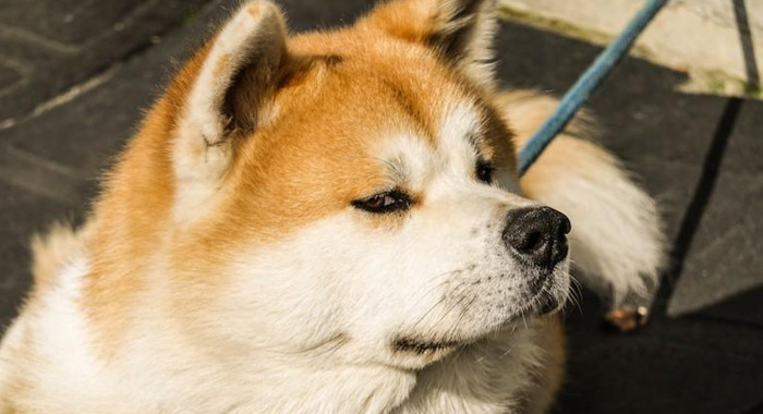 日本旅游路线——秋田的秋田犬之旅