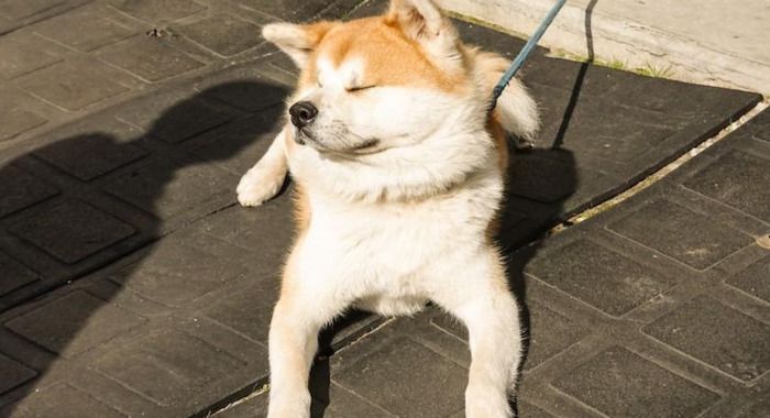 日本旅游路线——秋田的秋田犬之旅