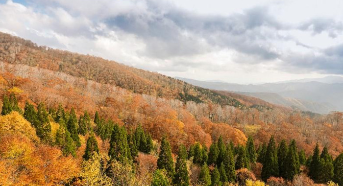 日本旅游路线——秋田的秋田犬之旅