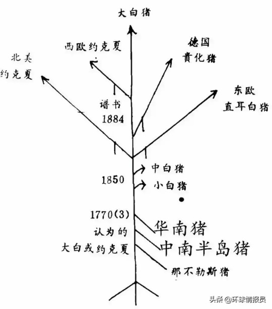 猪在中国人的生活中有多重要？【猪对中华文化有什么重要意义？】