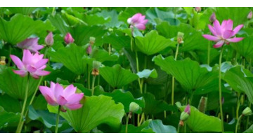 夏季北京赏荷的最佳地点【夏日北京最美赏荷地】