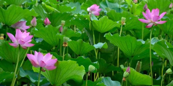 夏季北京赏荷的最佳地点【夏日北京最美赏荷地】