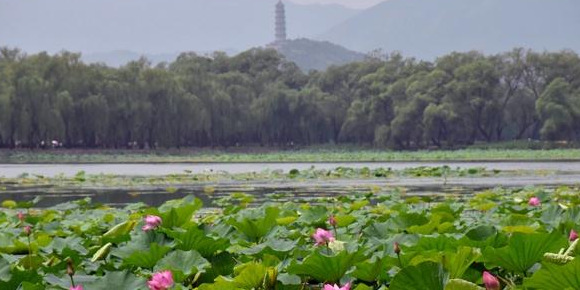 夏季北京赏荷的最佳地点【夏日北京最美赏荷地】