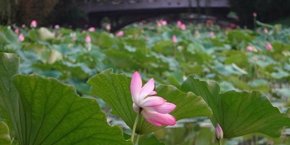 夏季北京赏荷的最佳地点【夏日北京最美赏荷地】