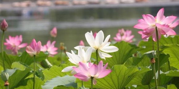 夏季北京赏荷的最佳地点【夏日北京最美赏荷地】