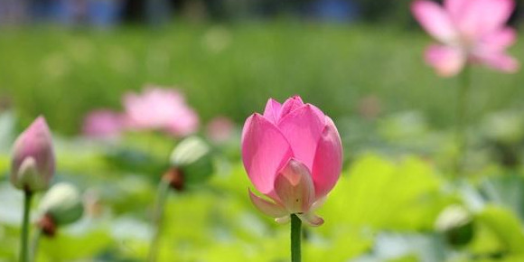 夏季北京赏荷的最佳地点【夏日北京最美赏荷地】