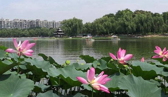 夏季北京赏荷的最佳地点【夏日北京最美赏荷地】