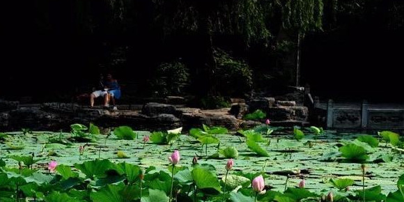 夏季北京赏荷的最佳地点【夏日北京最美赏荷地】