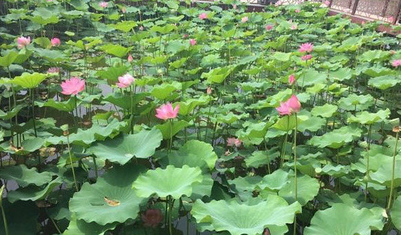 夏季北京赏荷的最佳地点【夏日北京最美赏荷地】