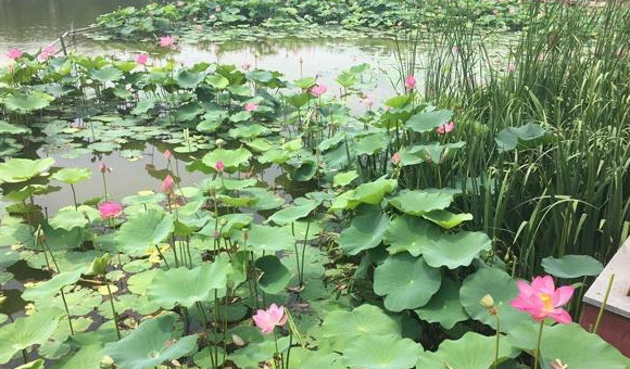 夏季北京赏荷的最佳地点【夏日北京最美赏荷地】