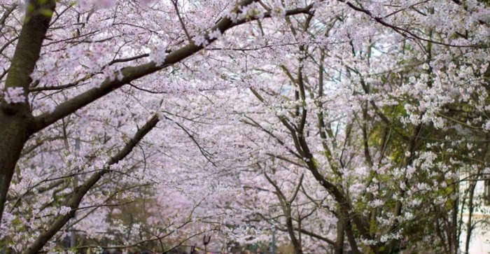 三月份最值得去的地方【春天值得一去的自然风景】