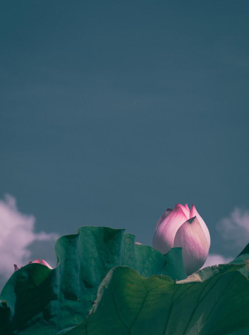 莲花图片【莲花图片 禅意 唯美】