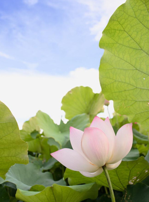 莲花图片【莲花图片 禅意 唯美】