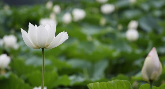 莲花图片【莲花图片 禅意 唯美】