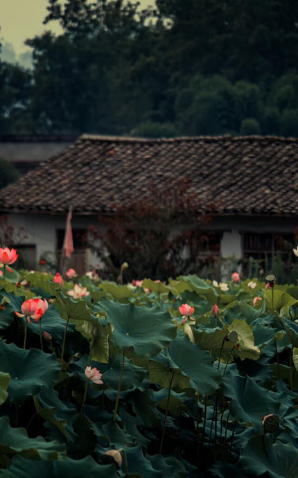 莲花图片【莲花图片 禅意 唯美】