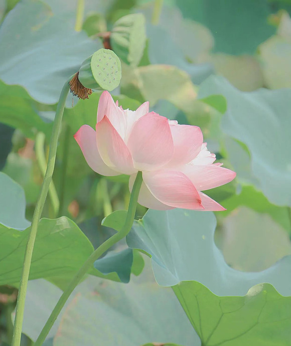 莲花图片壁纸【莲花图片大全 高清】