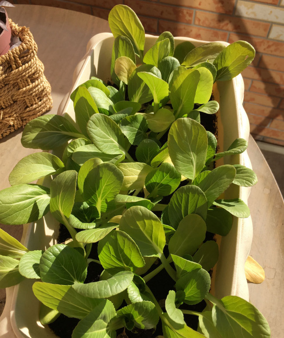 适合阳台种植的蔬菜品种【阳台种菜应该种什么？】