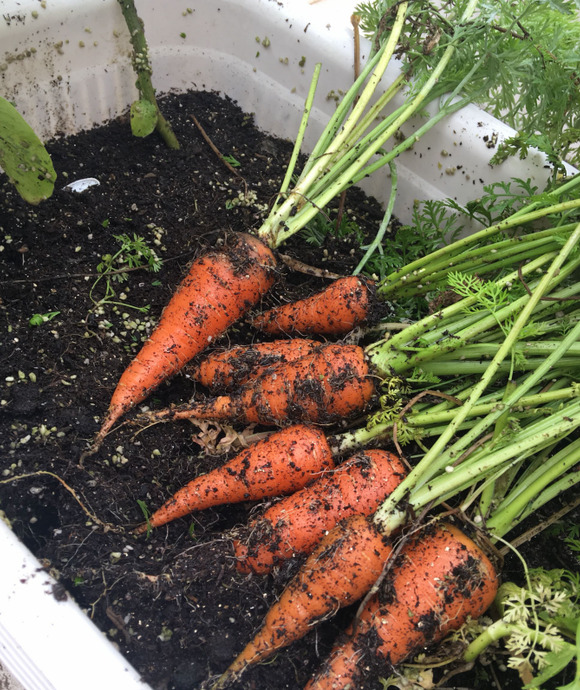 适合阳台种植的蔬菜品种【阳台种菜应该种什么？】