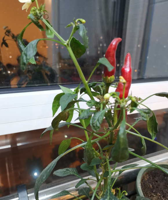 适合阳台种植的蔬菜品种【阳台种菜应该种什么？】