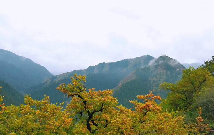 庚子年寒露寄语【寒露枫叶之景】