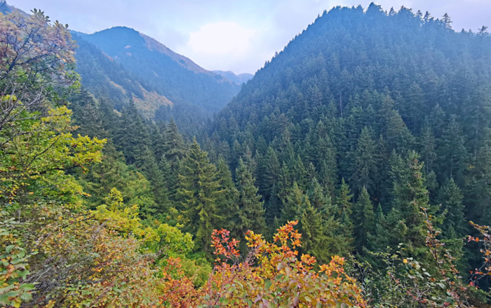 庚子年寒露寄语【寒露枫叶之景】