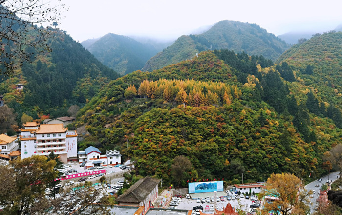 庚子年寒露寄语【寒露枫叶之景】