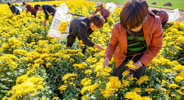 菊花图片【菊花图片大全大图画】