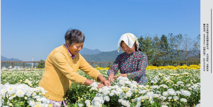 菊花图片【菊花图片大全大图画】