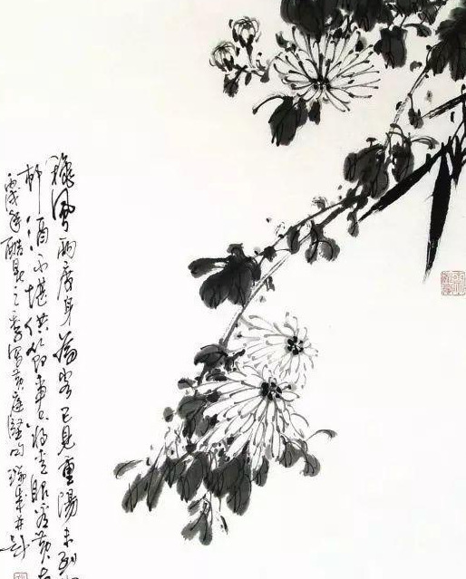 菊花图片【菊花图片国画】