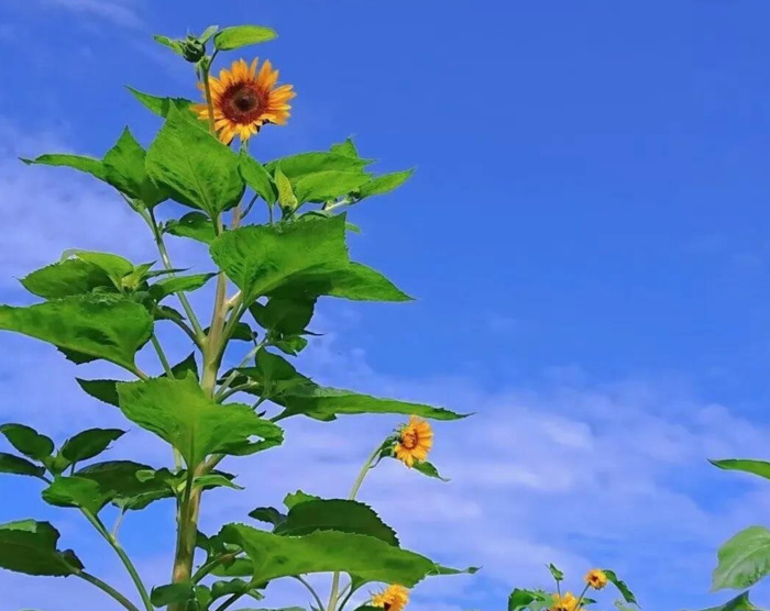 向日葵照片【向日葵照片高清 唯美】