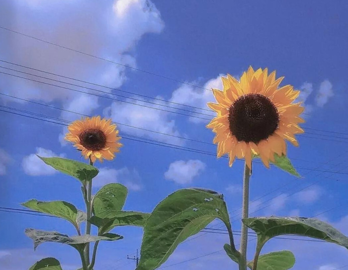 向日葵照片【向日葵照片高清 唯美】