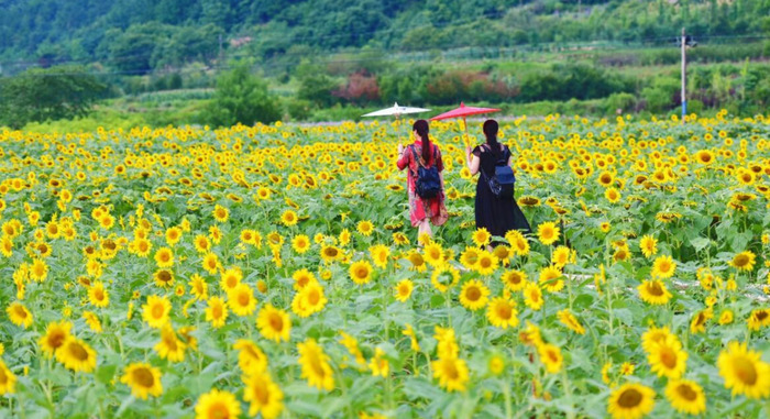 拍向日葵的5个万能技巧【如何拍葵花】