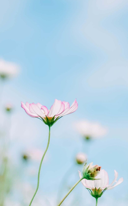 养眼鲜花高清手机壁纸【高清鲜花美图】